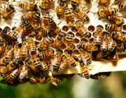 Biene bienenpatenschaft