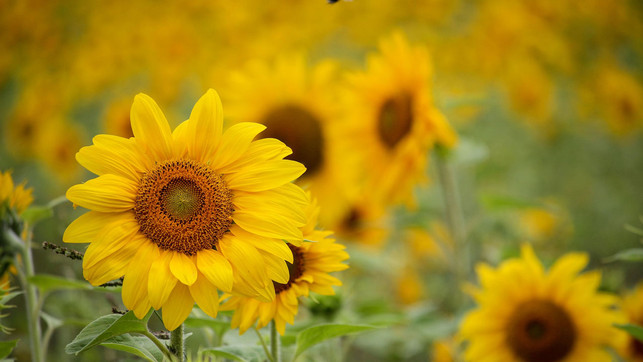 sonnenblumen-laenger-haltbar-pb-dewdrop157 Sonnenblumen erfreuen mit ihren wunderschönen großen Blüten.