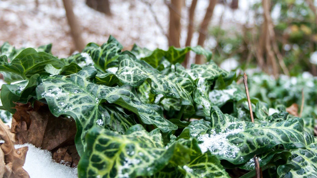 Immergrüne Bodendecker 3 empfehlenswerte Pflanzen für deinen Garten