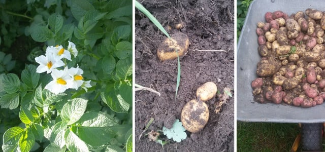 Kartoffeln pflanzen