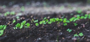 Aussaat im August: Diese Sorten dürfen jetzt noch ins Beet.