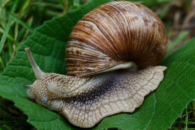 schneckenkorn-macht-keinen-unterschied-zwischen-na-cc0-pixabay-pavlofox-180503_download Schneckenkorn macht keinen Unterschied zwischen Nacktschnecken und den für Pflanzen harmlosen Gehäuseschnecken.