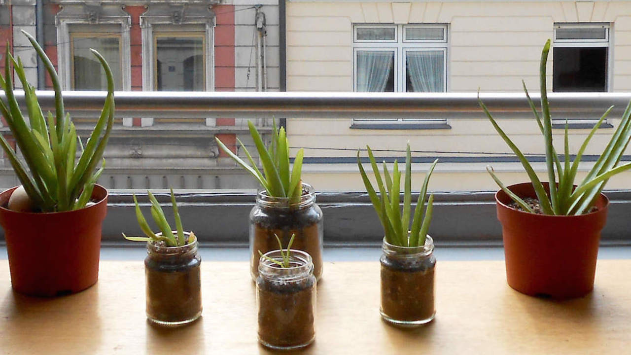 Aloe vera anpflanzen: Die besten Pflege-Tipps - Utopia.de