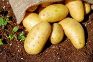 rohe-kartoffeln-koennen-gegen-sodbrennen-helfen-cc0-pixabay-couleur-180326_download Rohe Kartoffeln können gegen Sodbrennen helfen