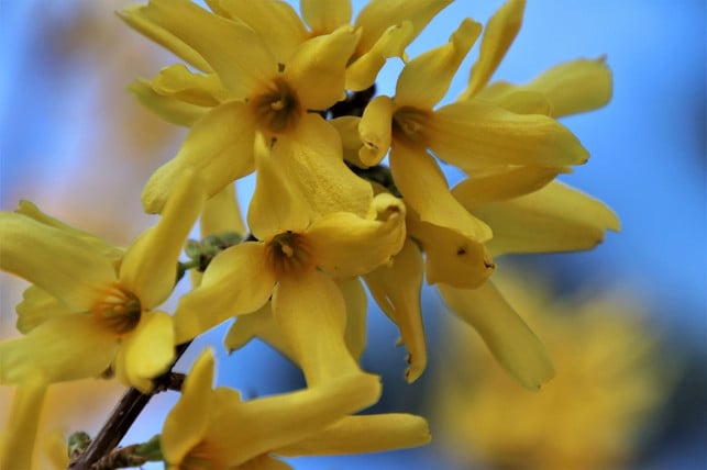mit-forsythien-koennen-unsere-heimischen-insekten-w-cc0-pixabay-pasja1000-190628_download Mit Forsythien können unsere heimischen Insekten wenig anfangen.