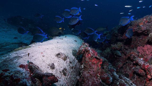 Tiefseebergbau_I Meereschutz