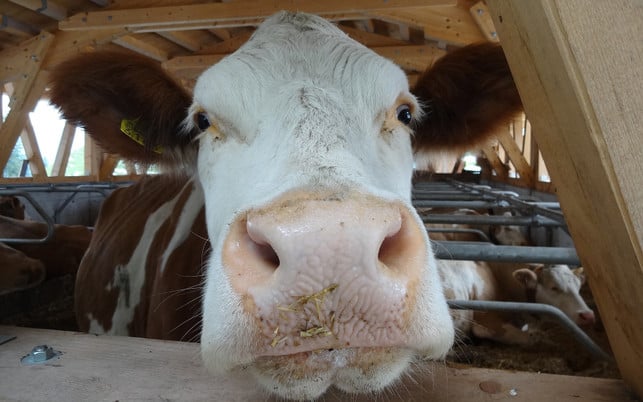 Peta fordert Grundrechte für Tiere – auch für diese Kuh? Peta fordert Grundrechte für Tiere – auch für diese Kuh?