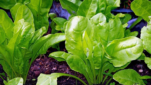 saeen-oktober-pb-HansLinde Aussaat im Oktober: Endspurt fürs Wintergemüse