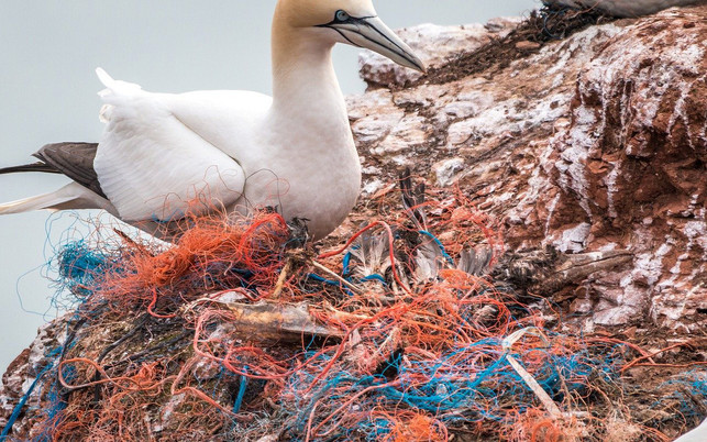 plastikmuell-meer-fischernetze-pb-cc0-A-Different-Perspective-200127-1280x800 Plastikmüll im Meer: Geisternetze gefährden Meereslebewesen