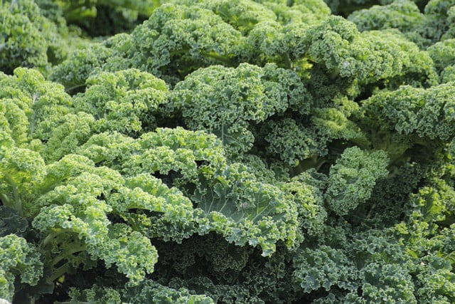 Kale is a typical winter vegetable
