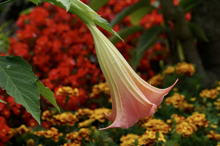 aloe Aloe vera (A. barbadensis) Medicinal Aloe