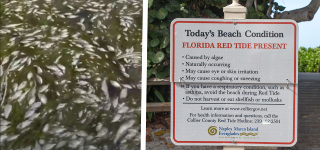 Vor Florida: Rote Algen sorgen für Millionen tote Fische.