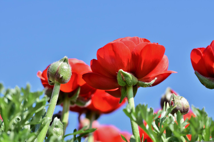 Ranunkeln im eigenen Garten: Warum du zu ungefllten Blten greifen  solltest - Utopia.de