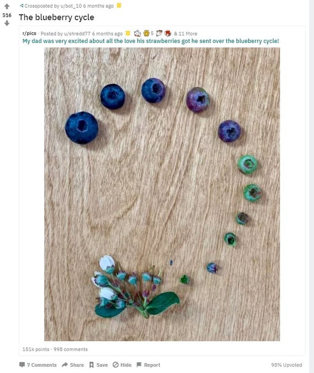 lifecycle-blueberry-s-reddit-ubot_10-201125- Lebenszyklus, Pflanze, Obst, Twitter, Reddit