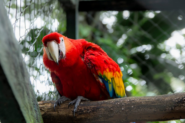 papageien-solltest-du-nur-anschaffen-wenn-du-ihne-cc0-pixabay-edsson-230129_download Papageien solltest du nur anschaffen, wenn du ihnen artgerechte Verhältnisse bieten kannst.