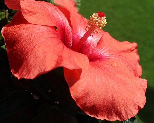 hibiscus-429107_640 Hibiskus