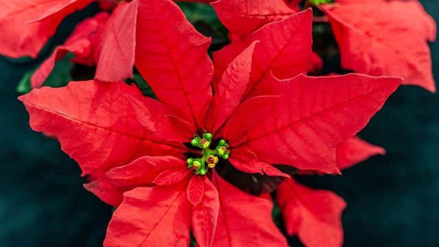 weihnachtsstern-verliert-blaetter-pb-hotsun Weihnachtsstern verliert Blätter: Was tun?