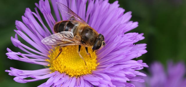 Top Ten: Bienenfreundliche Pflanzen für den Herbst