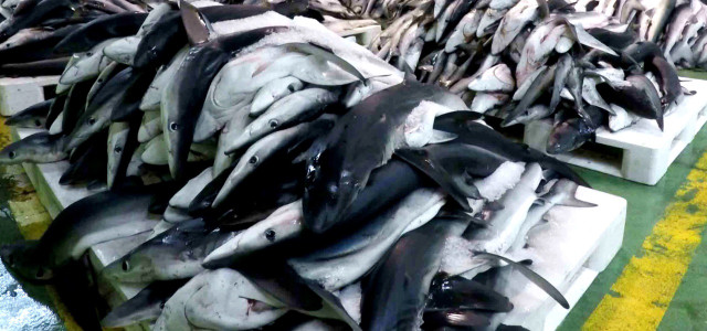 Das Geschäft mit dem Fischsiegel – Die dunkle Seite des MSC