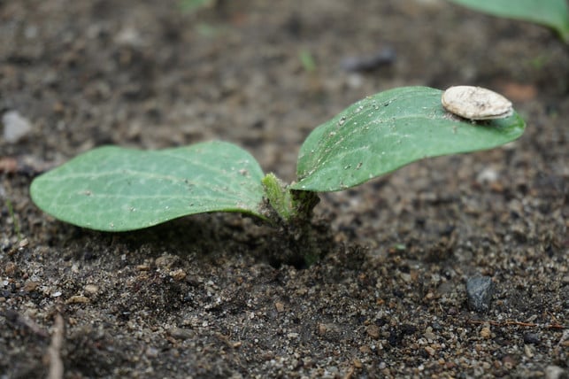 zucchini-saemlinge-haben-grosse-ovale-blaetter-cc0-pixabay-pascvii-220224_download Zucchini-Sämlinge haben große ovale Blätter.