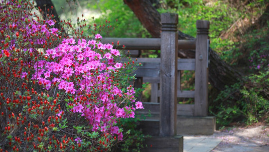 azaleen-cc0-pixabay-kimdaejeung-210115-1 Azaleen