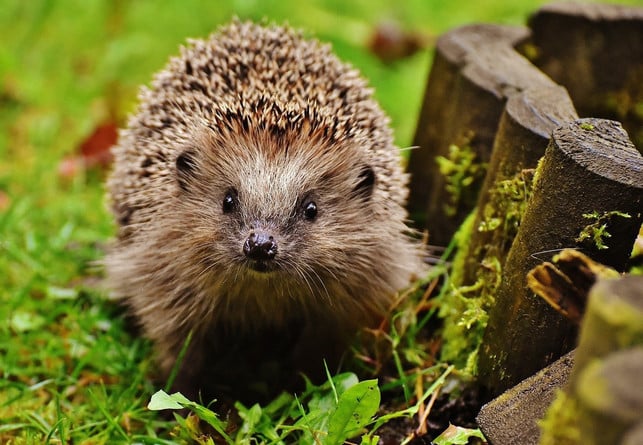 der-igel-ist-ein-natuerlicher-feind-der-maulwurfsgr-cc0-pixabay-alexas_fotos-200115_download Der Igel ist ein natürlicher Feind der Maulwurfsgrille.