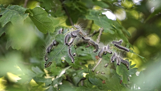 eichenprozessionsspinner-cc0-pixabay-leeleeuusikuu-200917 Eichenprozessionsspinner