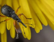 Tritt der Rüsselkäfer in Massen auf, kann er deine Pflanzen schädigen.