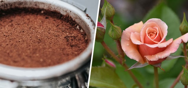 Kaffeesatz als Dünger: Für welche Pflanzen er sich eignet