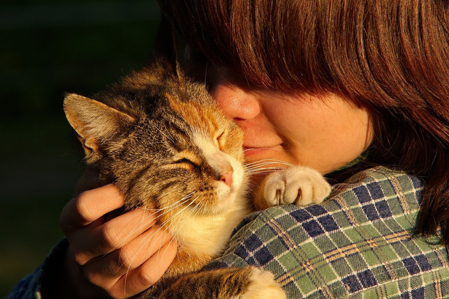der-kontakt-zwischen-mensch-und-katze-kann-unter-u-cc0-pixabay-jensenemark-190427_download Der Kontakt zwischen Mensch und Katze kann unter Umständen zu einer Katzenallergie führen.