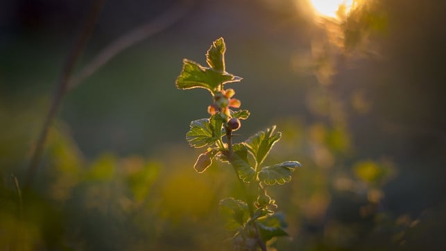 der-richtige-standort-ist-fuer-stachelbeeren-sehr-w-cc0-pixabay-kabe32-200428_download Der richtige Standort ist beim Pflanzen von Stachelbeeren sehr wichtig.