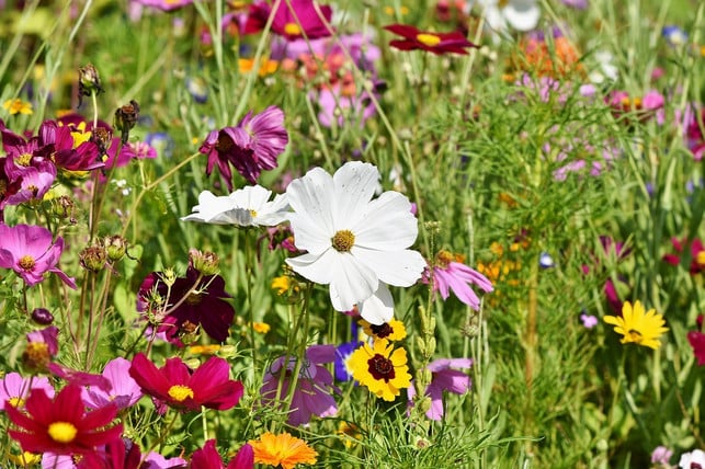 eine-blumenwiese-lockt-schmetterlinge-an-cc0-pixabay-capri23auto-210319_download Eine Blumenwiese lockt Schmetterlinge an.