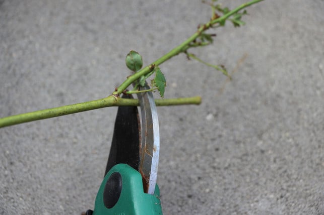 die-gartenschere-muss-scharf-und-steril-sein-katbliemutopia-170719 Die Gartenschere muss scharf und steril sein.