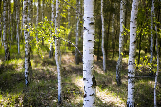 Birch oil is made from the white bark of the sugar birch tree. 