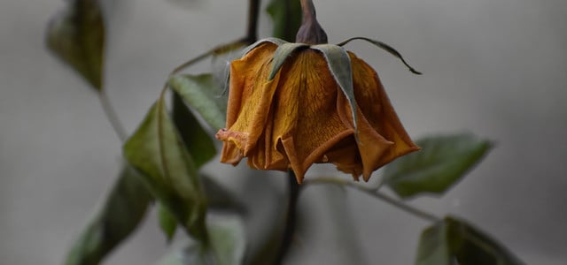 verwelkte Rosen