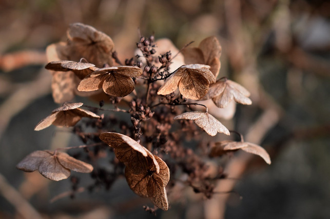 verwelkte-blumen-bluehen-mit-der-deadheading-method-cc0-pixabay-pitsch-230919_download Verwelkte Blumen blühen mit der Deadheading Methode wieder richtig auf.