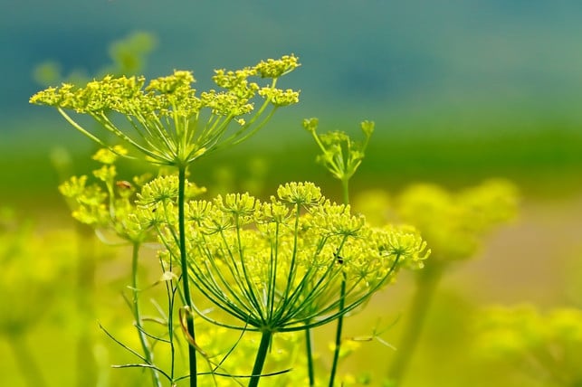 Fennel tea has a powerful effect - only enjoy it in moderation.