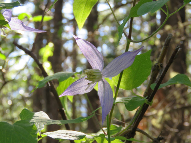 wilde-clematis-im-wald-cc0-pixabay-akiroq-180222_download Wilde Clematis im Wald.