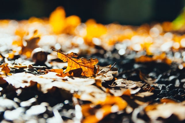 herbstlaub-kannst-du-im-garten-oder-als-deko-weite-cc0-pixabay-kaipilger-221013_download Herbstlaub kannst du im Garten oder als Deko weiterverwenden.