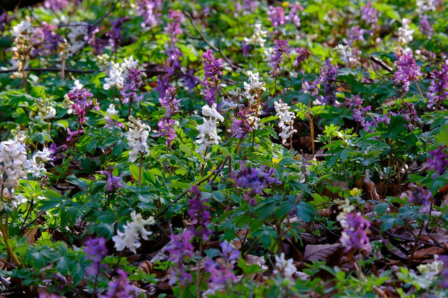 lerchensporn-gedeiht-auch-im-schatten-und-halbscha-cc0-pixabay-hans-201006_download Lerchensporn gedeiht auch im Schatten und Halbschatten.