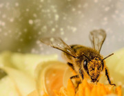 pollenflugkalender 2022
