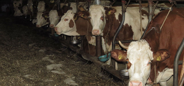 Alle zehn Jahre wird erhoben, wie Rinder, Kühe und Schweine von Landwirt:innen gehalten werden.