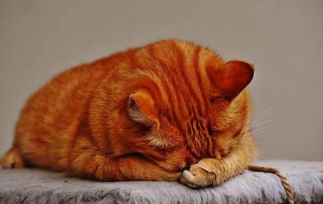 bei-einer-tierhaarallergie-gegen-katzen-kann-eine-cc0-pixabay-alexas_fotos-190914_download Bei einer Tierhaarallergie gegen Katzen kann eine Desensibilisierungstherapie helfen.
