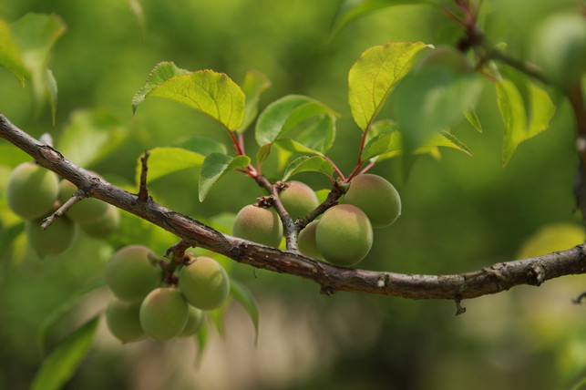 die-umeboshi-ist-die-eingelegte-ume-frucht-cc0-pixabay-pieonane-220504_download Die Umeboshi ist die eingelegte Ume-Frucht.