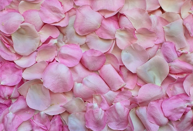 gut-geeignet-sind-bluetenblaetter-mit-intensivem-duf-cc0-pixabay-jill111-180708_download Für dein selbst gemachtes Rosenwasser benötigst du duftende Rosenblätter.