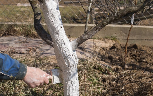 Human hand holding brush and whitewashing a young tree in early spring. gardening concept Im späten Herbst ist der passendste Zeitpunkt für einen Kalkanstrich.