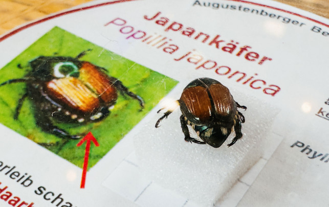 japankaefer-dpa-philipp-von-ditfurth-140824-1920x1209-2