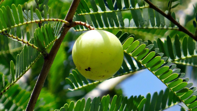 amla-oel-indische-gansbeere-cc0-pixabay-sarangib-191007 amla öl indische Gansbeere