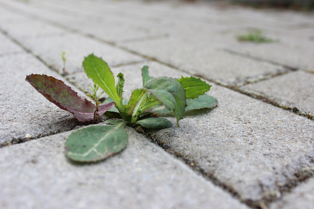 unkraut-musst-du-nicht-unbedingt-vorher-zupfen-cc0-pixabay-zenbunny-180730_download Das Unkraut musst du nicht vorher zupfen, wenn du deine Pflastersteine reinigen willst.