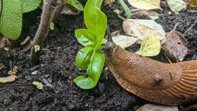 nacktschnecke-basilikum-bw Schnecken im Garten? Diese Fehler solltest du unbedingt vermeiden